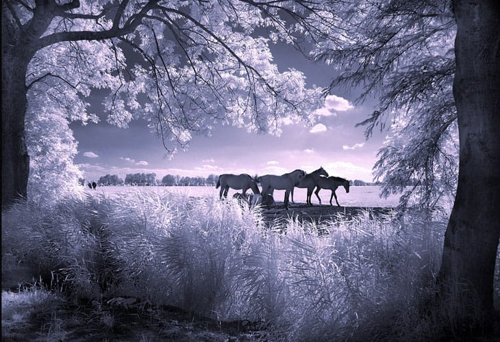 Infrared Photography 