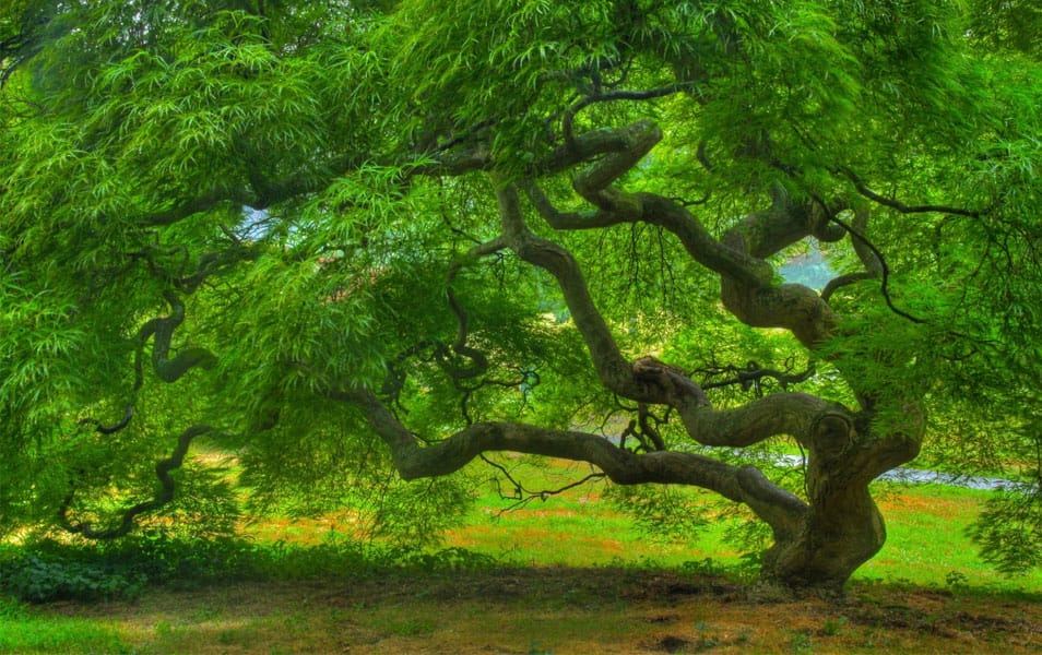 Nature Photography Summer Tree