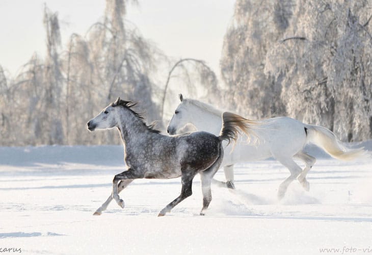 Russian-winter