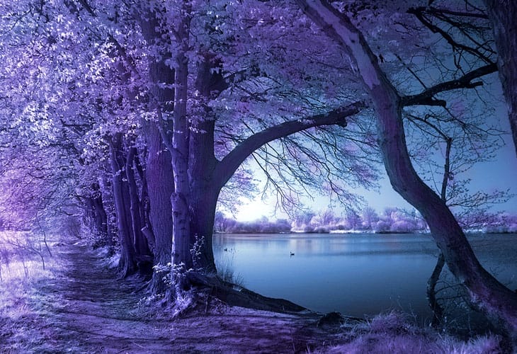 Spring-Wolni-Infrared