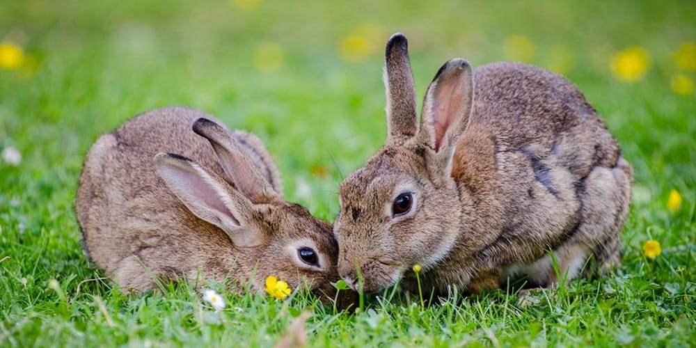 rabbits eating grass