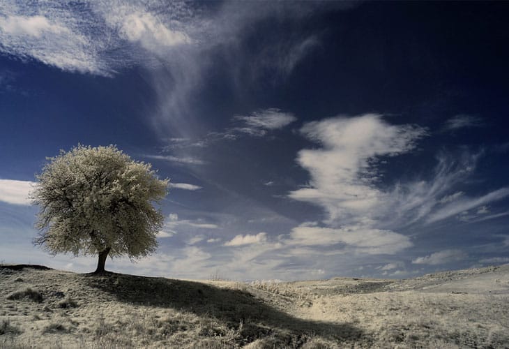 whispering-wind-infrared
