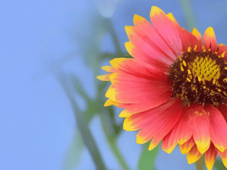 10 Free HD Flower Wallpaper for Windows8