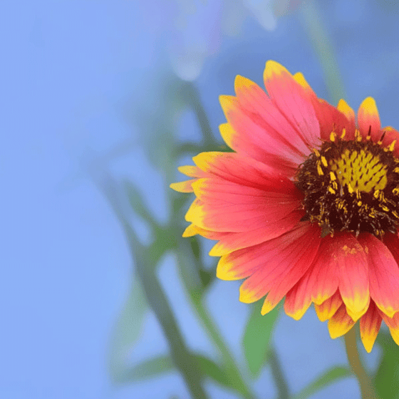 10 Free HD Flower Wallpaper for Windows8