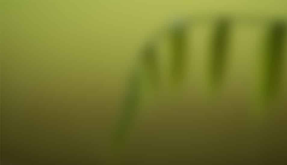 Blurred-Background_29-cssauthor.com
