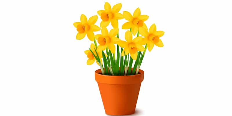 Pot of Daffodils With Gradient Mesh
