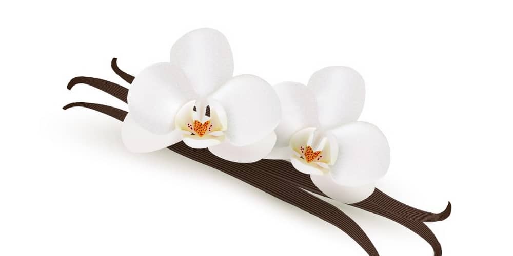 Vanilla-Flowers