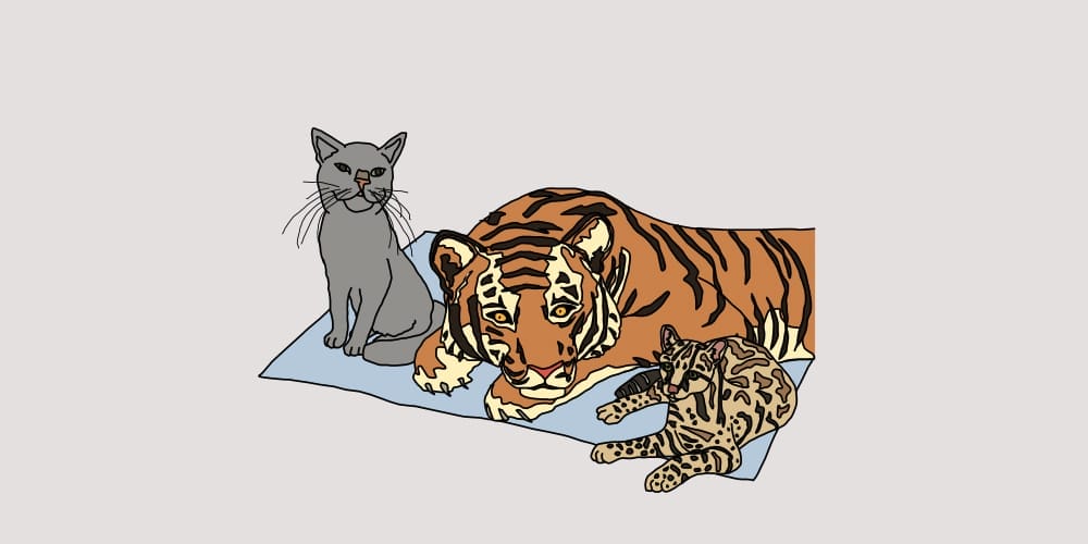 Best Free JavaScript Books »CSS Author