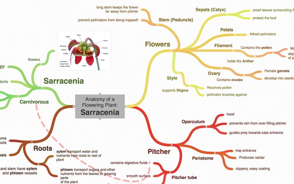 Coggle Mind Mapping Tool