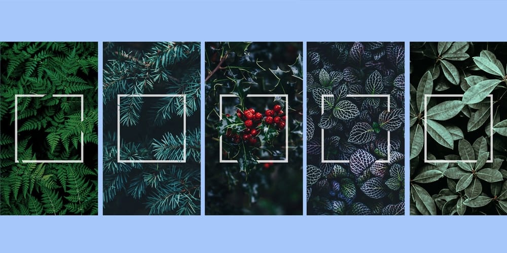 Plants Frame Instagram Stories Templates