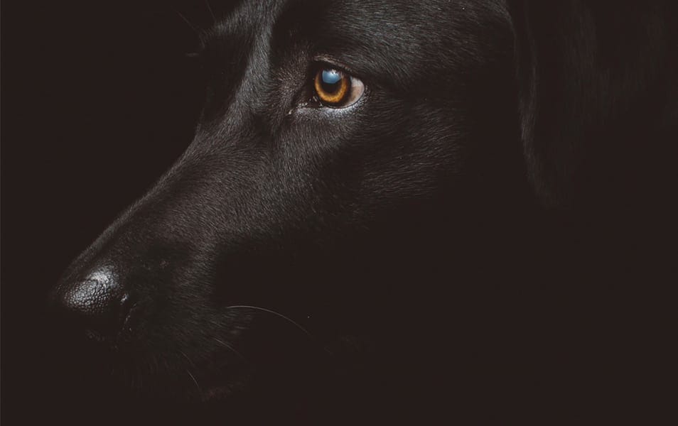Black Dog Photography