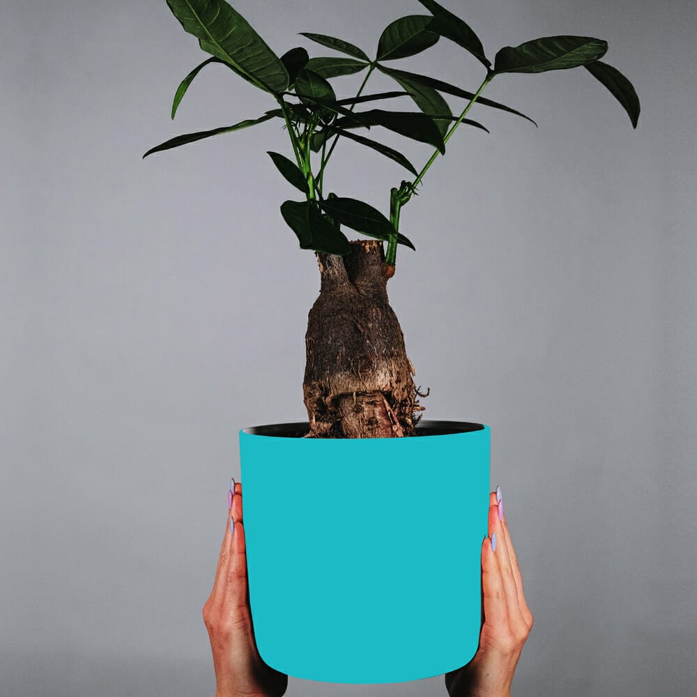 Free Flower Pot Mockup PSD