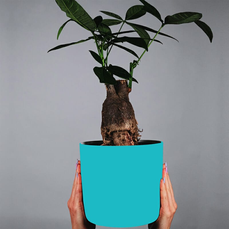 Free Flower Pot Mockup PSD