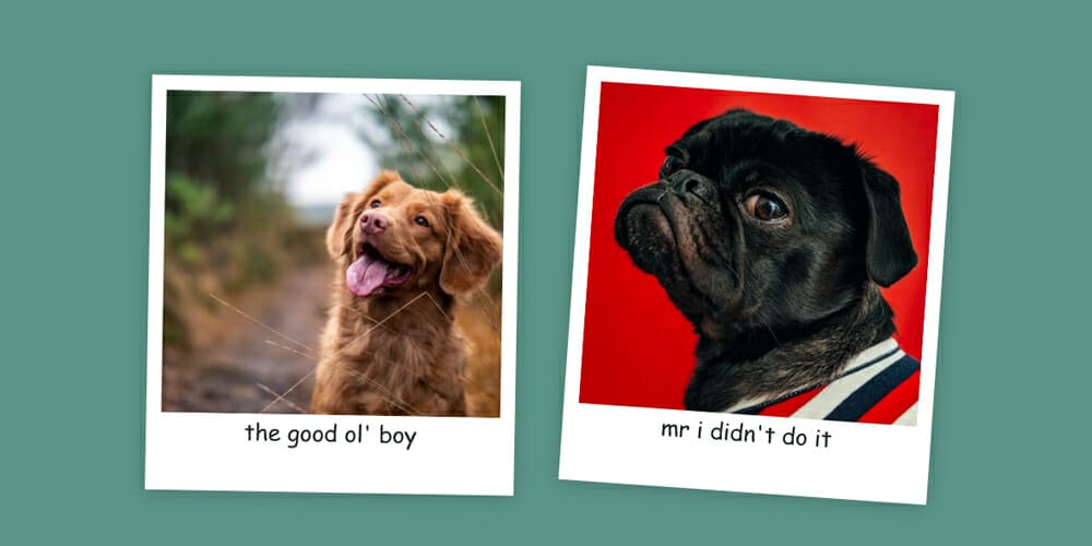 Bootstrap 5 Gallery Examples & Freebies 11 Photo Gallery Layout