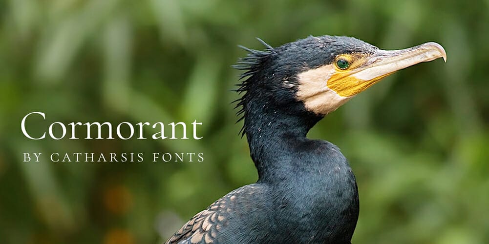 Cormorant