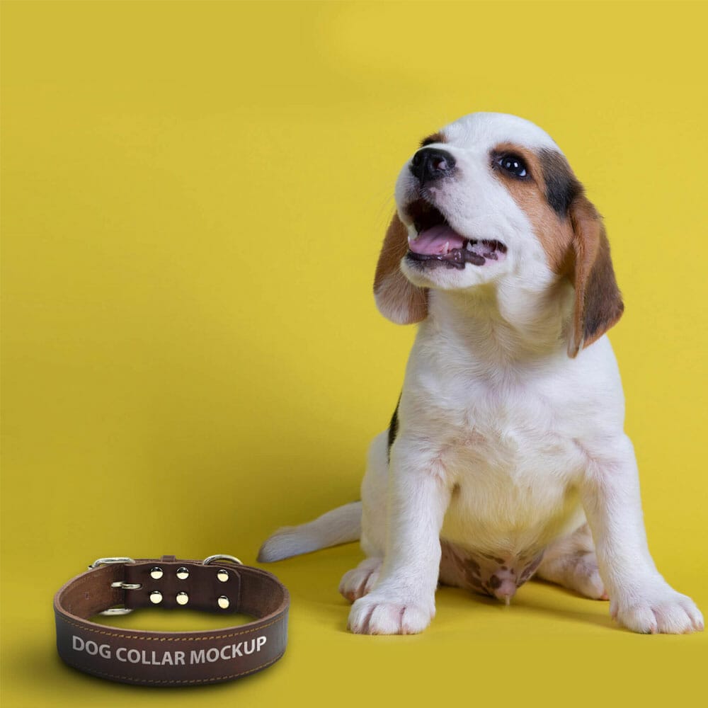 Free Dog Collar Mockup PSD Template