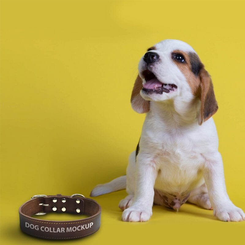 Free Dog Collar Mockup PSD Template
