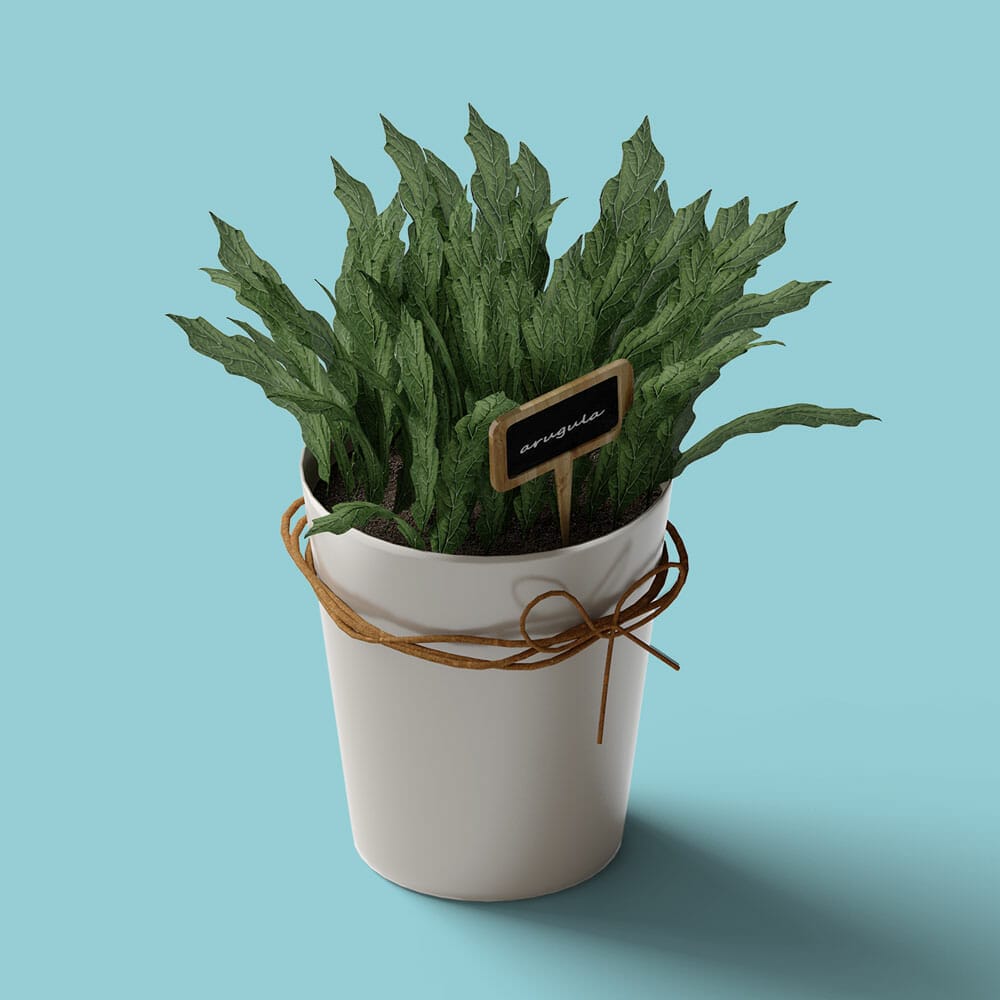 Free Arugula In Pot Mockup Isometric