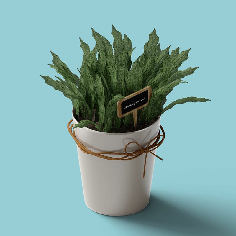 Free Arugula In Pot Mockup Isometric