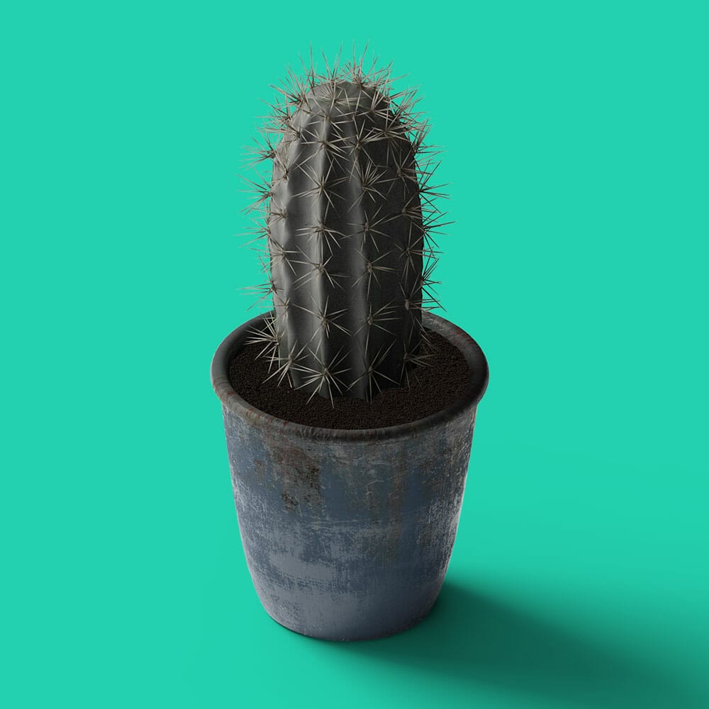 Free Cactus In Pot Mockup