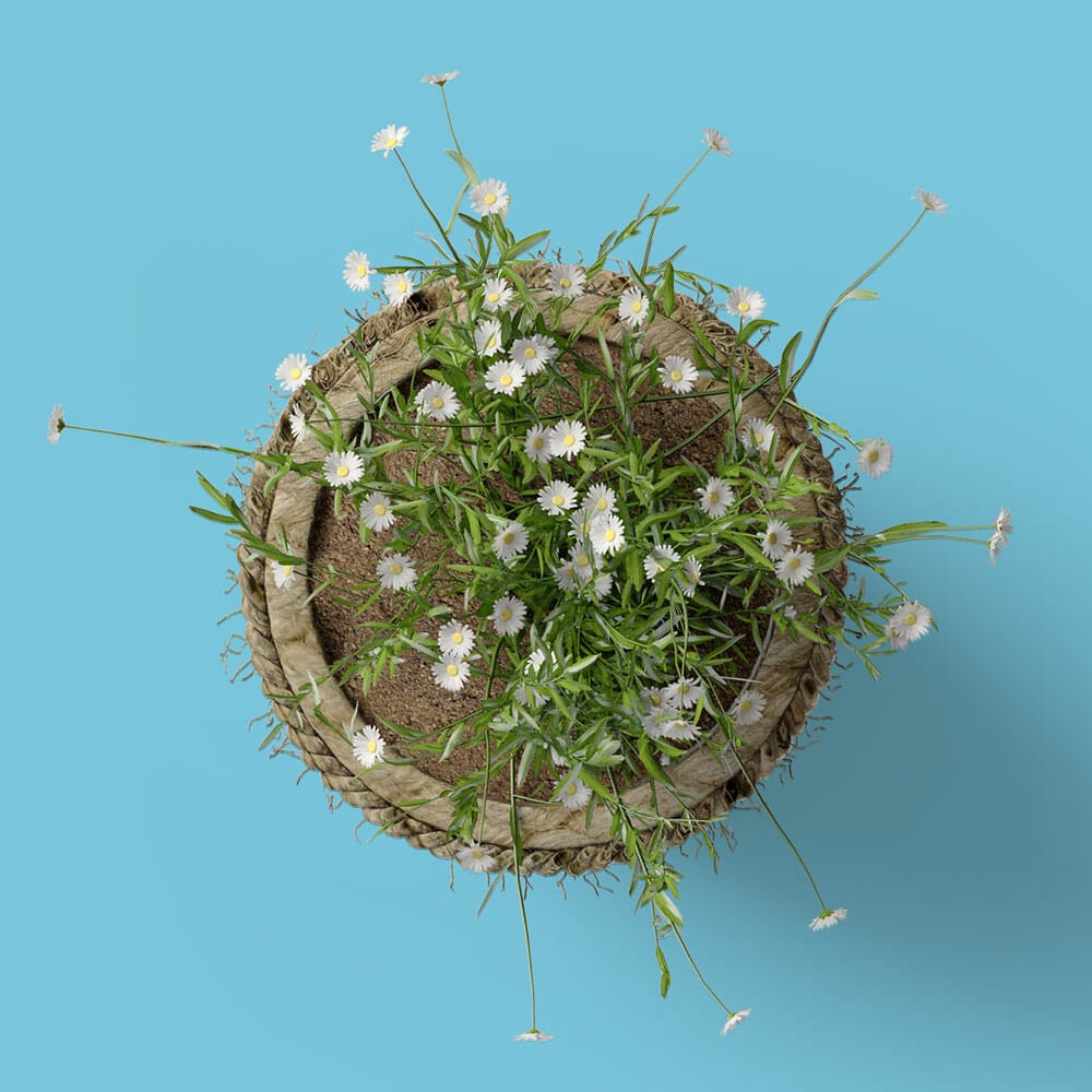 Free Daisies In Pot Mockup Top View