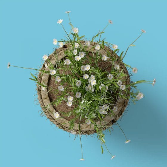 Free Daisies In Pot Mockup Top View