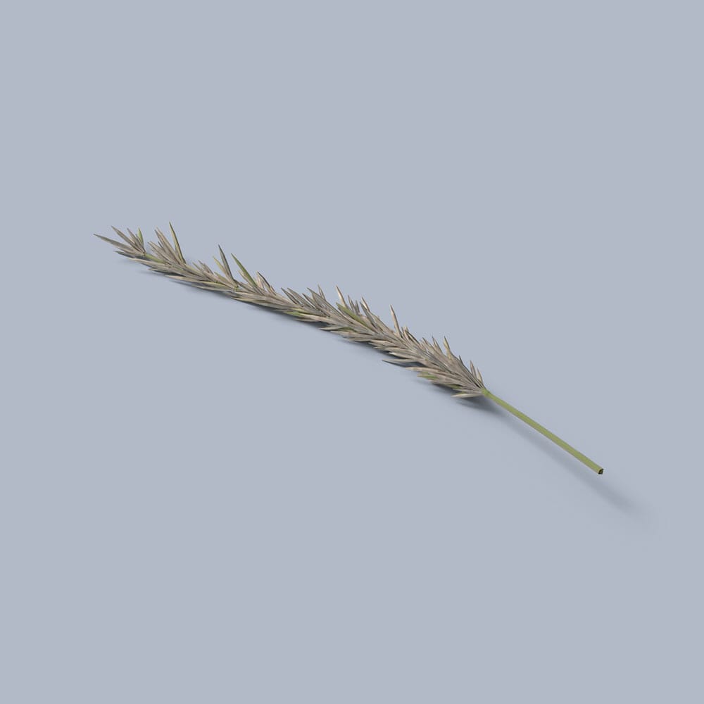 Free Spruce Branch Mockup