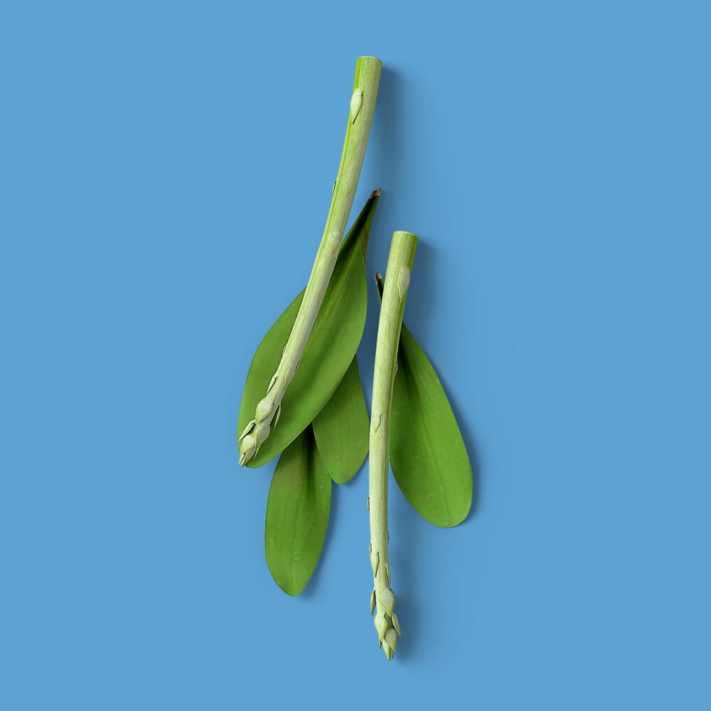 Free Asparagus Mockup PSD