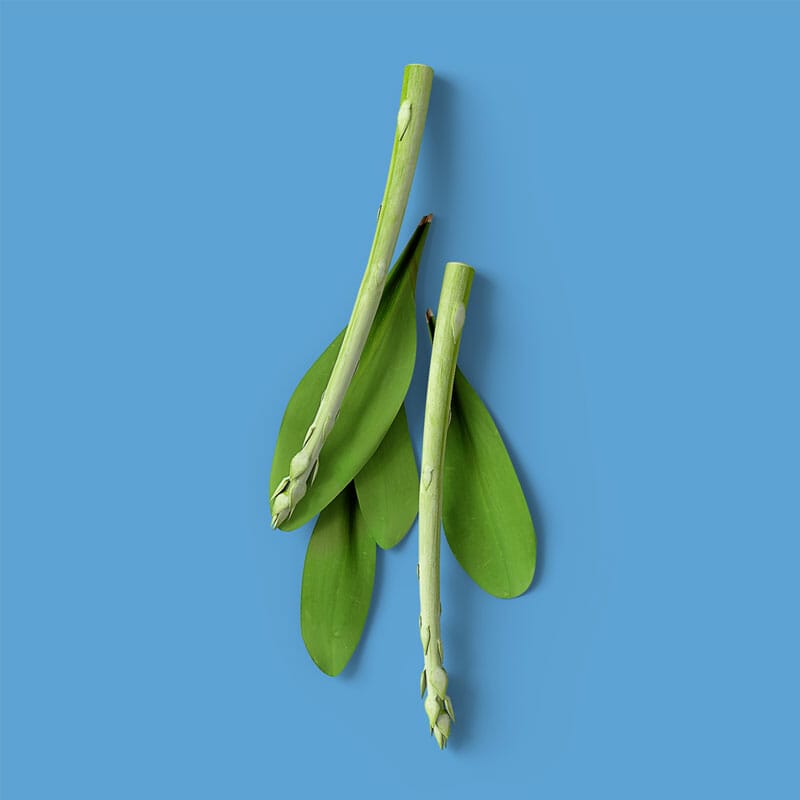 Free Asparagus Mockup PSD