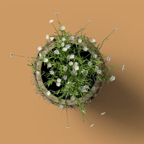 Free Daisies In A Pot Mockup Top View PSD
