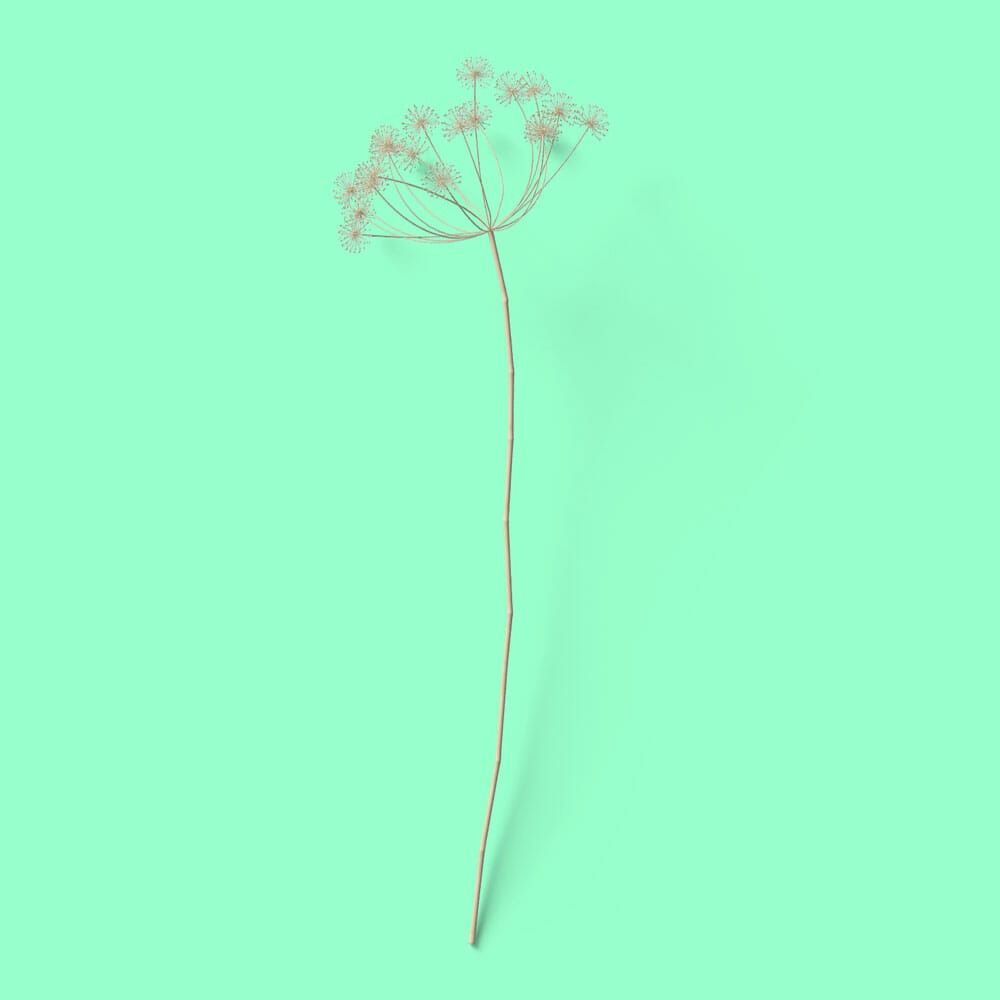 Free Dry Gypsophila Mockup Top View PSD