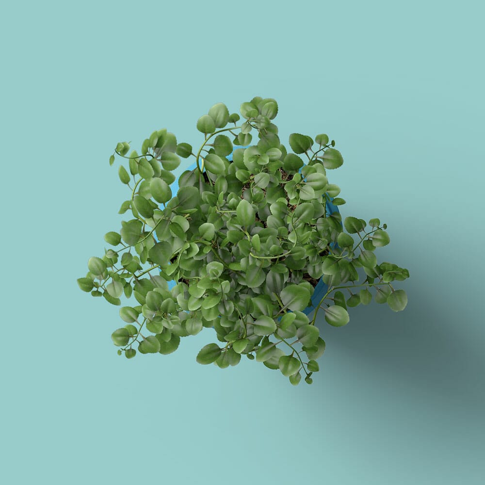 Free Origanum Vulgare Mockup Top View PSD