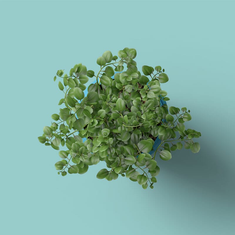 Free Origanum Vulgare Mockup Top View PSD