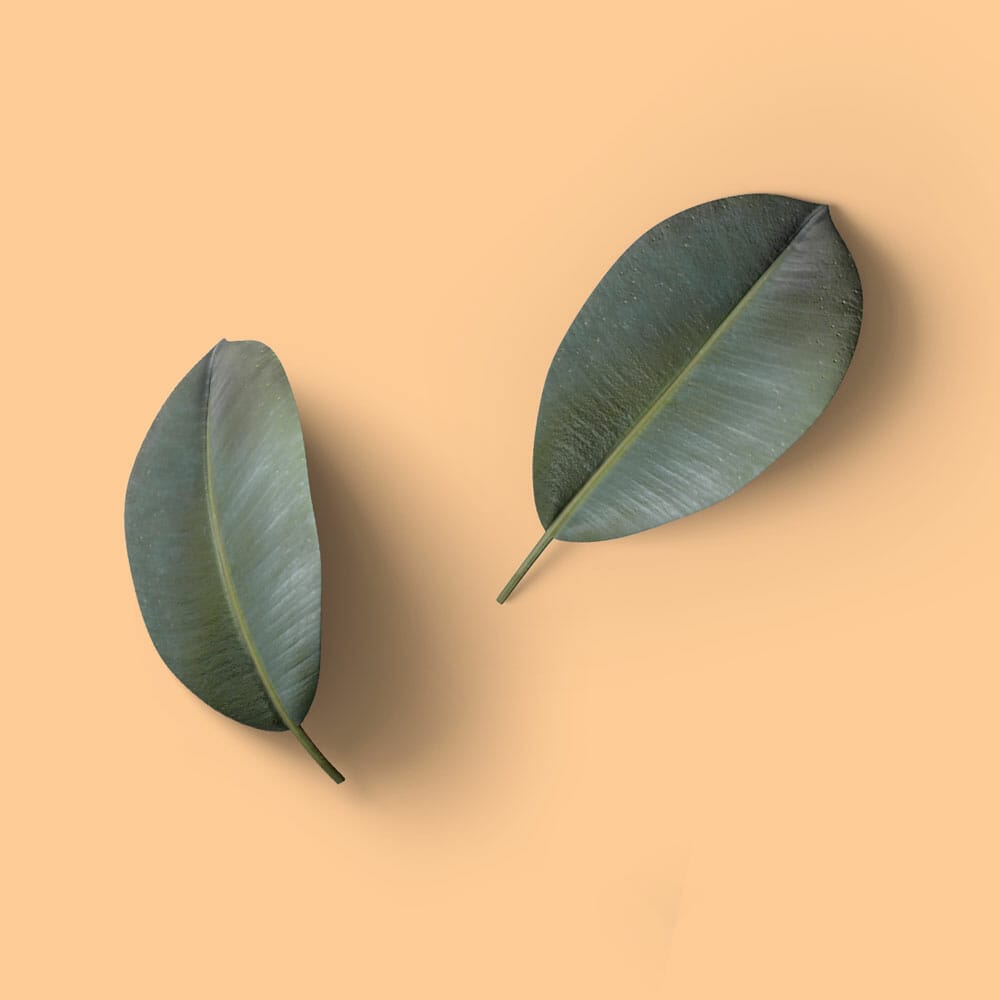 Free Leaves Top View Mockup PSD