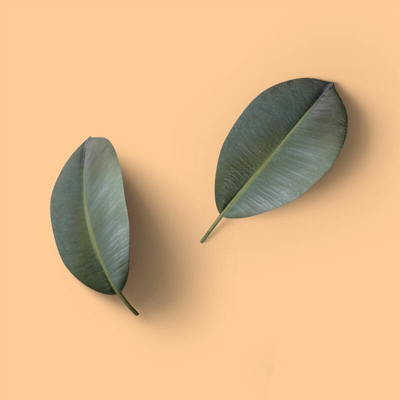 Free Leaves Top View Mockup PSD