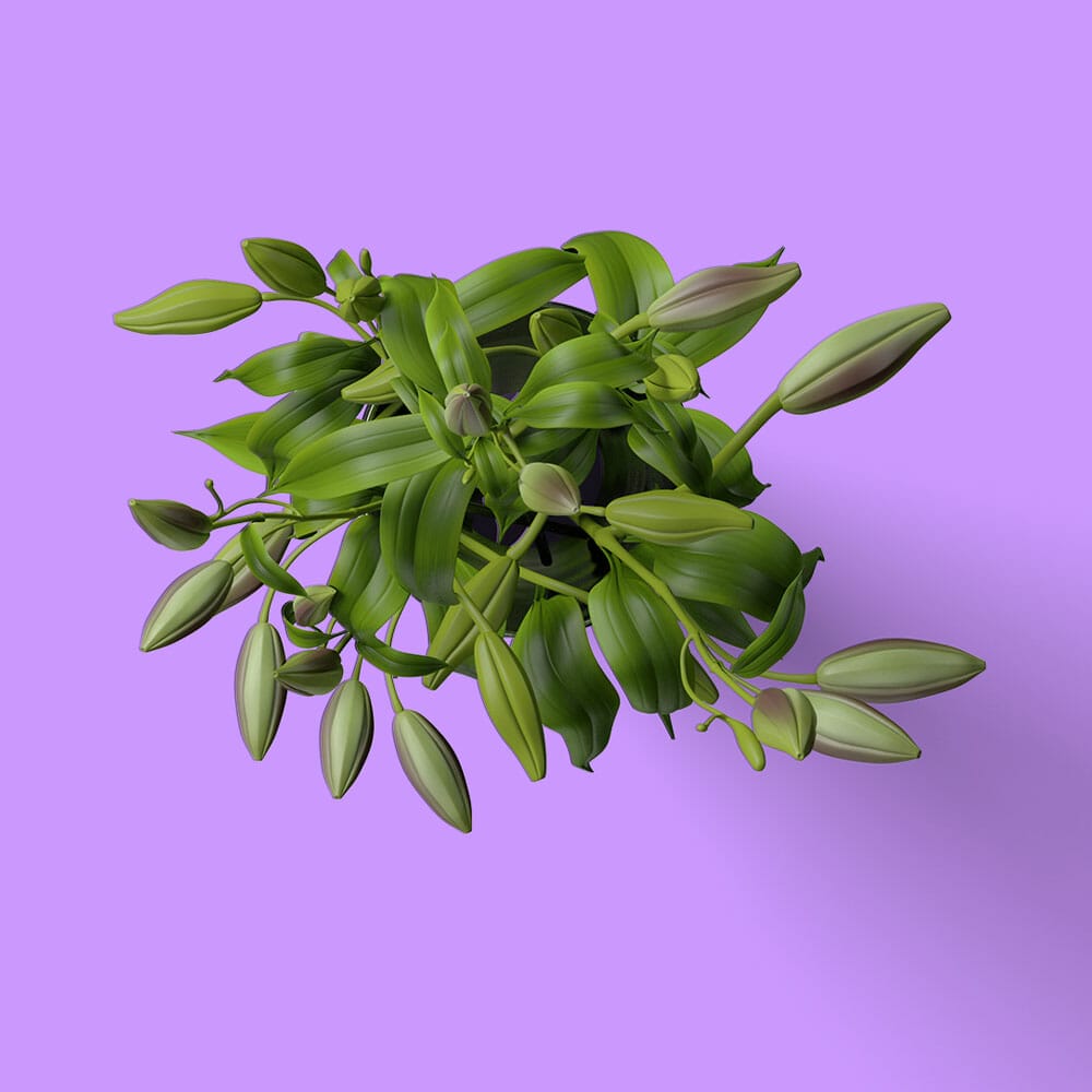 Free Plant In Pot Mockup PSD