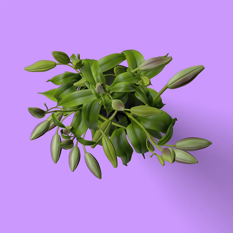 Free Plant In Pot Mockup PSD