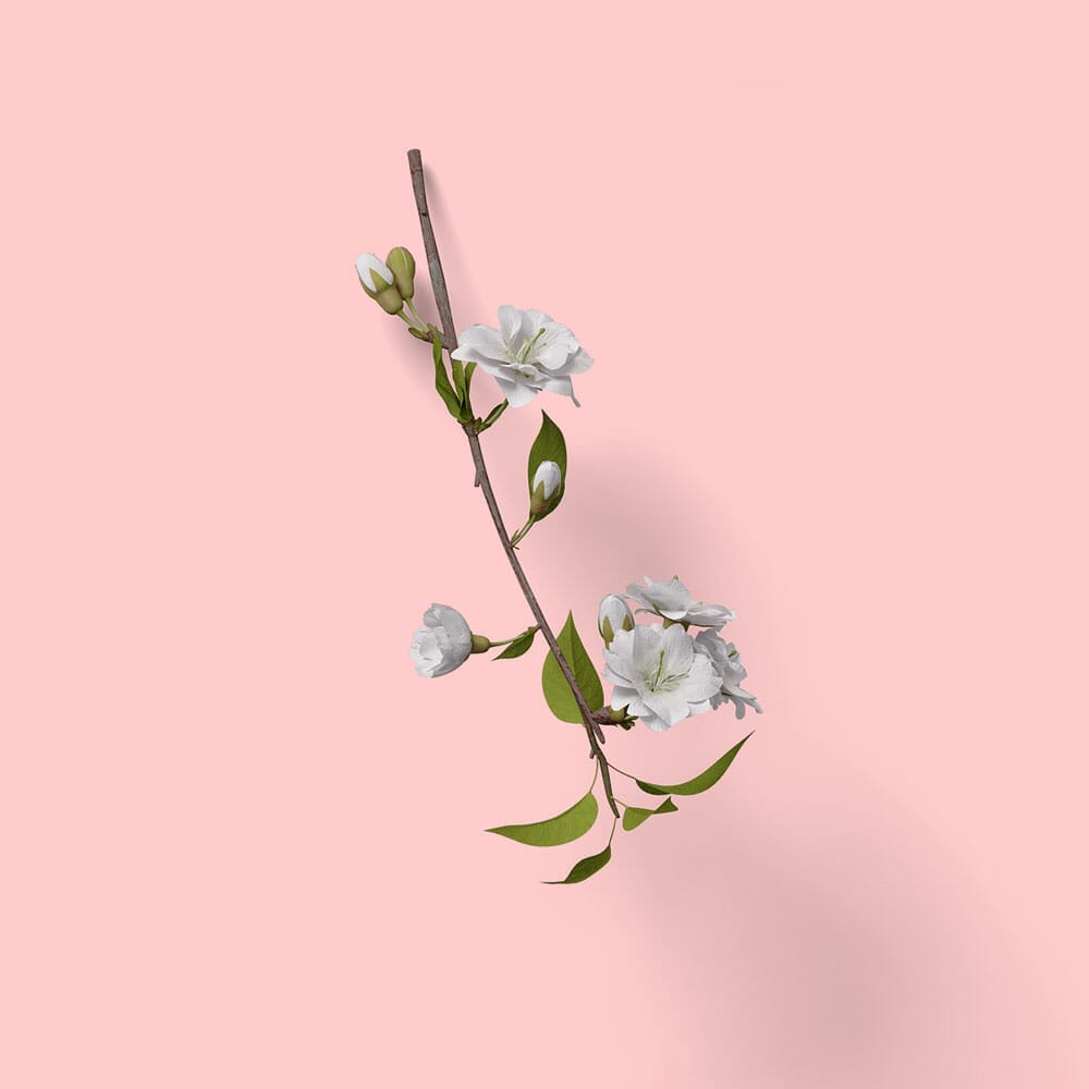 Free Top View Branch Of Flowering Cherry Mockup 