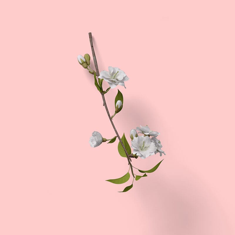 Free Top View Branch Of Flowering Cherry Mockup