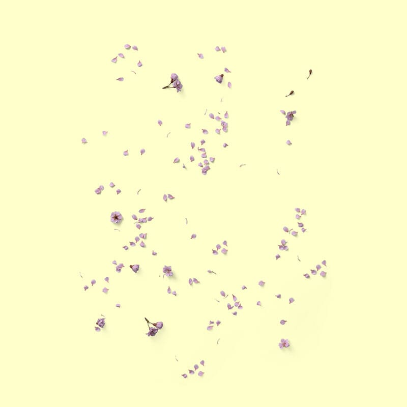 Free Top View Buds Of Flowers Mockup PSD