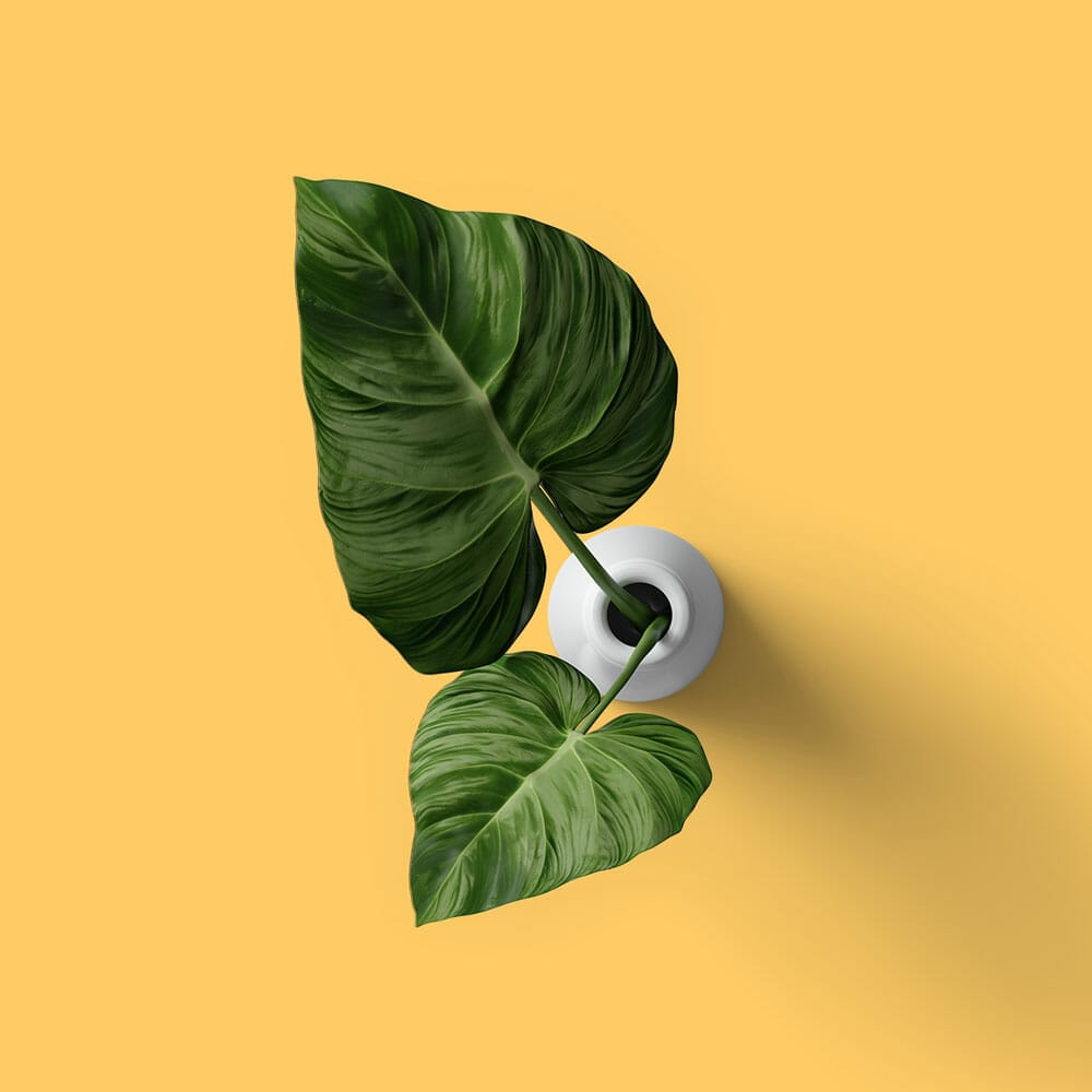 Free Top View Calla Leaves In Vase Mockup PSD