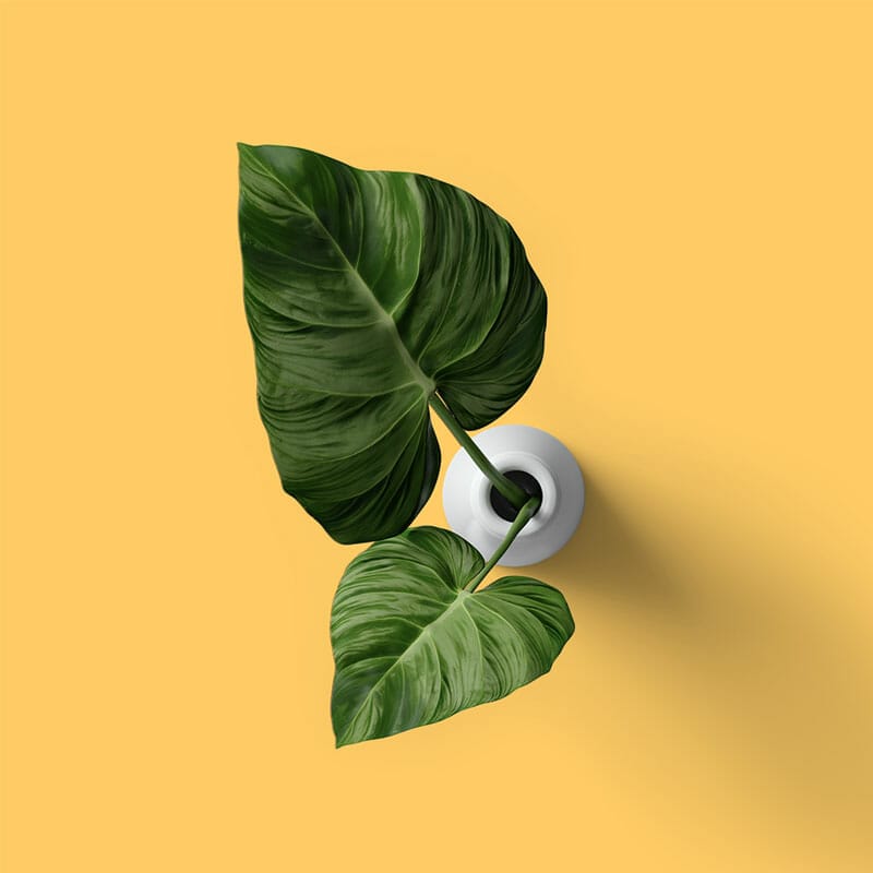 Free Top View Calla Leaves In Vase Mockup PSD