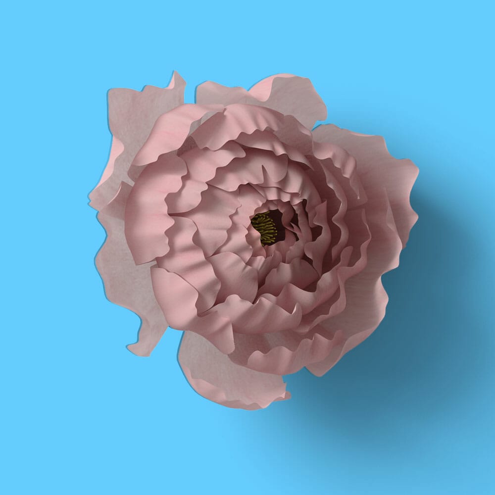 Free Top View Clove Mockup PSD