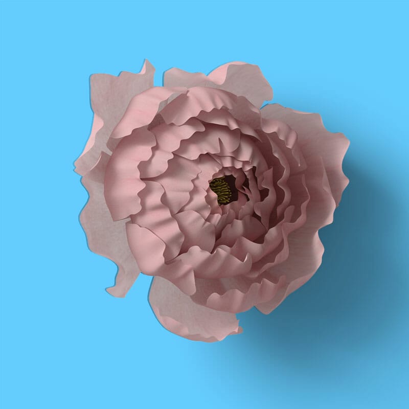 Free Top View Clove Mockup PSD