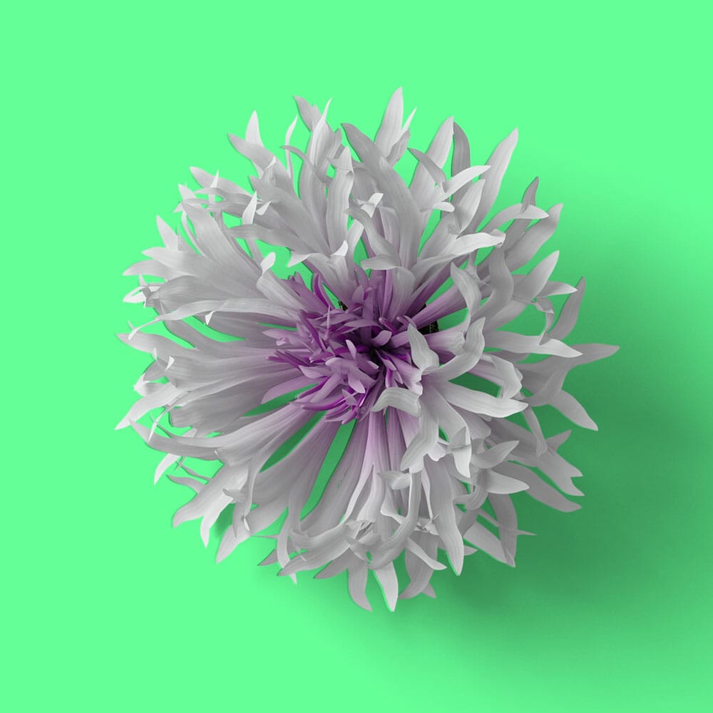 Free Top View Cornflower Mockup PSD