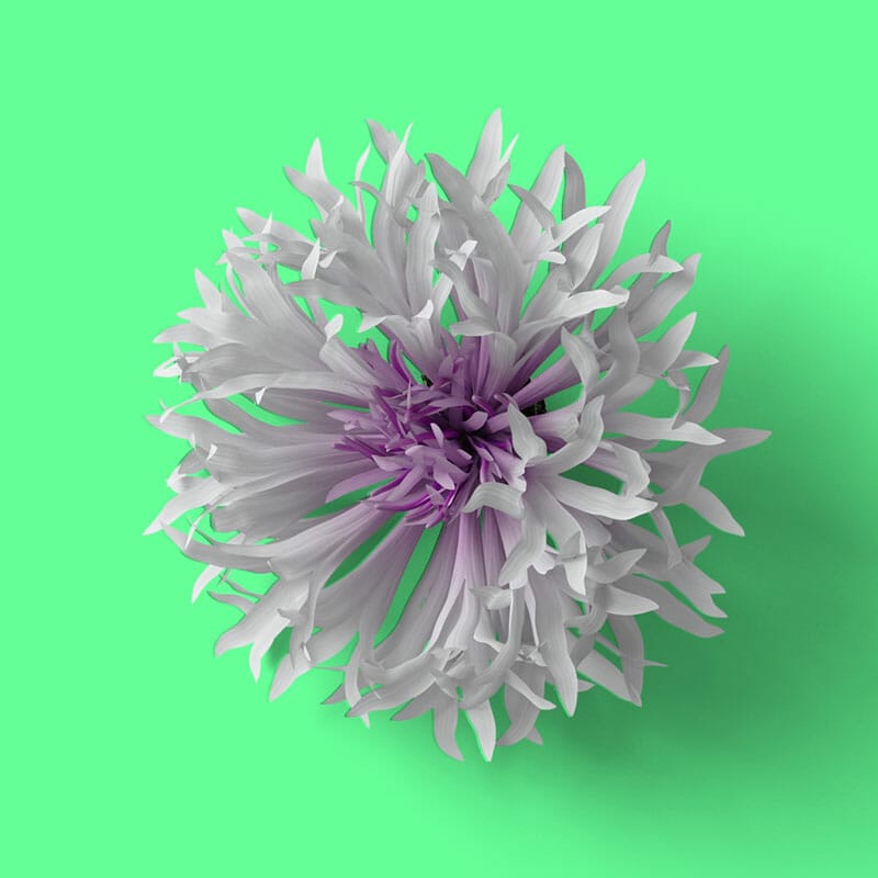 Free Top View Cornflower Mockup PSD