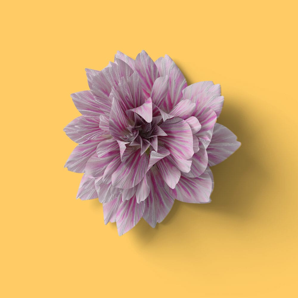 Free Top View Dahlia Mockup PSD