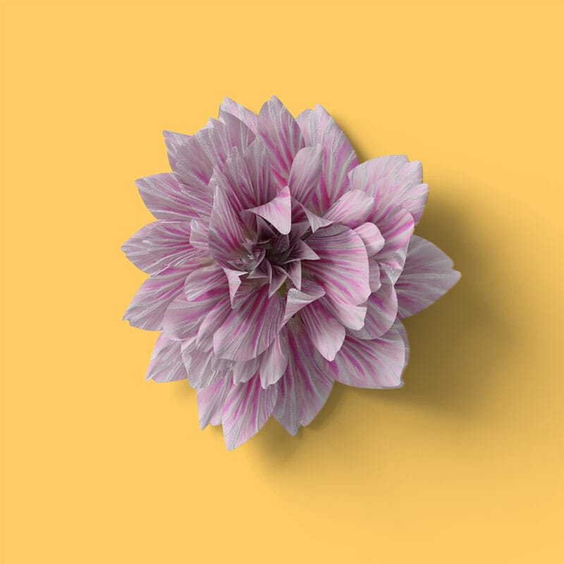 Free Top View Dahlia Mockup PSD