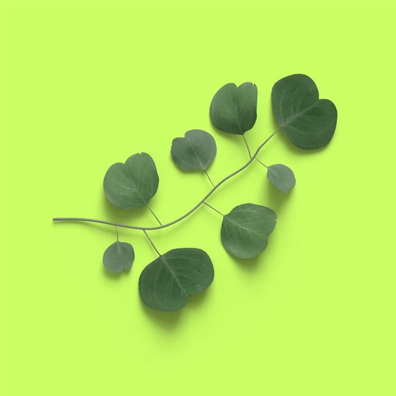 Free Top View Eucalyptus Mockup PSD