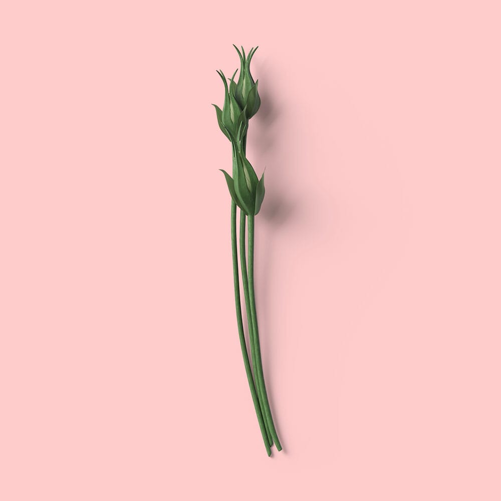 Free Top View Flowers With Buds Mockup PSD
